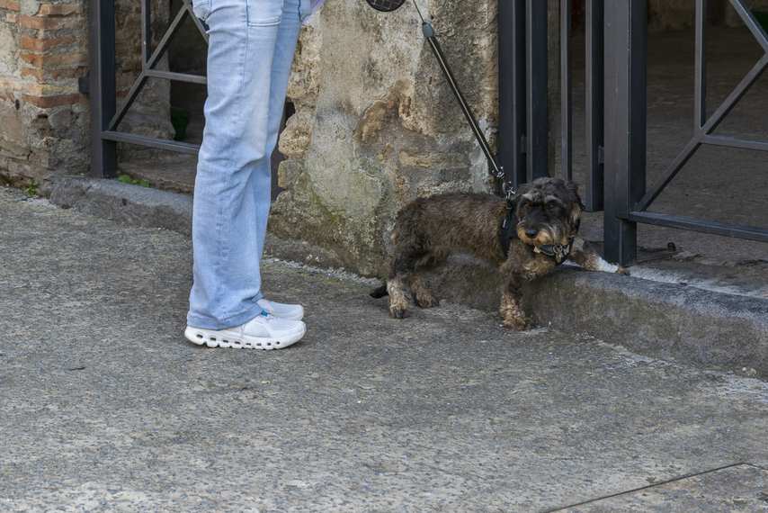 Dog on leash with his master during a visit to the Pompeii Archaeological Park