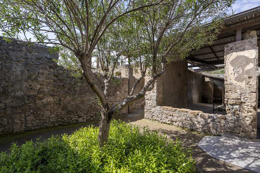 Tree and indoor garden in the House of Achilles Lararium in Pompeii