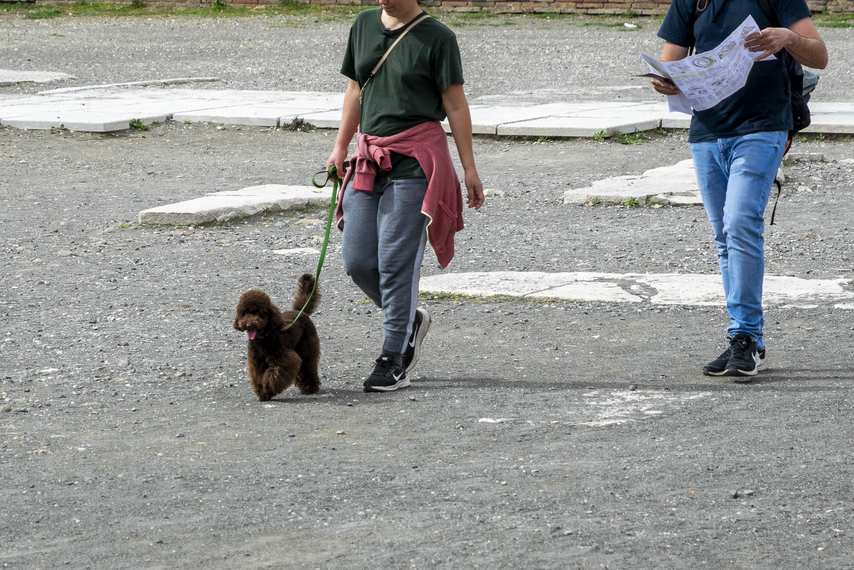 Tourists with a dog on a lead walking among the Pompeii Archaeological Park