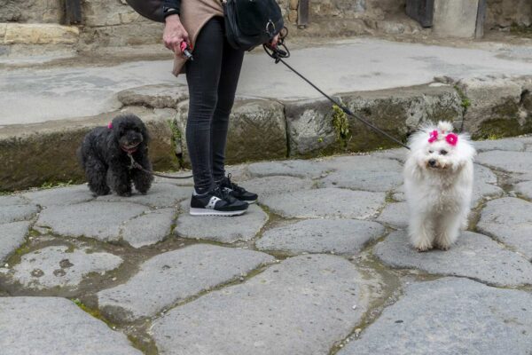 Deux chiens en laisse marchant dans les rues anciennes de Pompéi