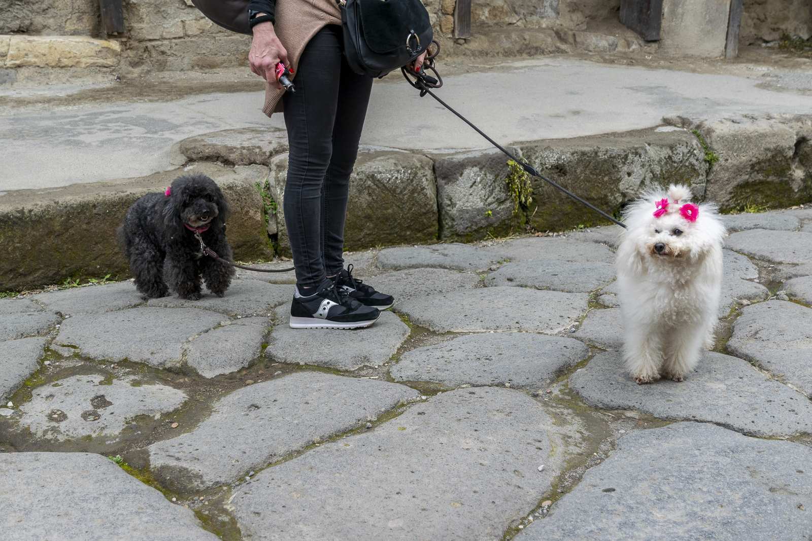 Deux chiens en laisse marchant dans les rues anciennes de Pompéi